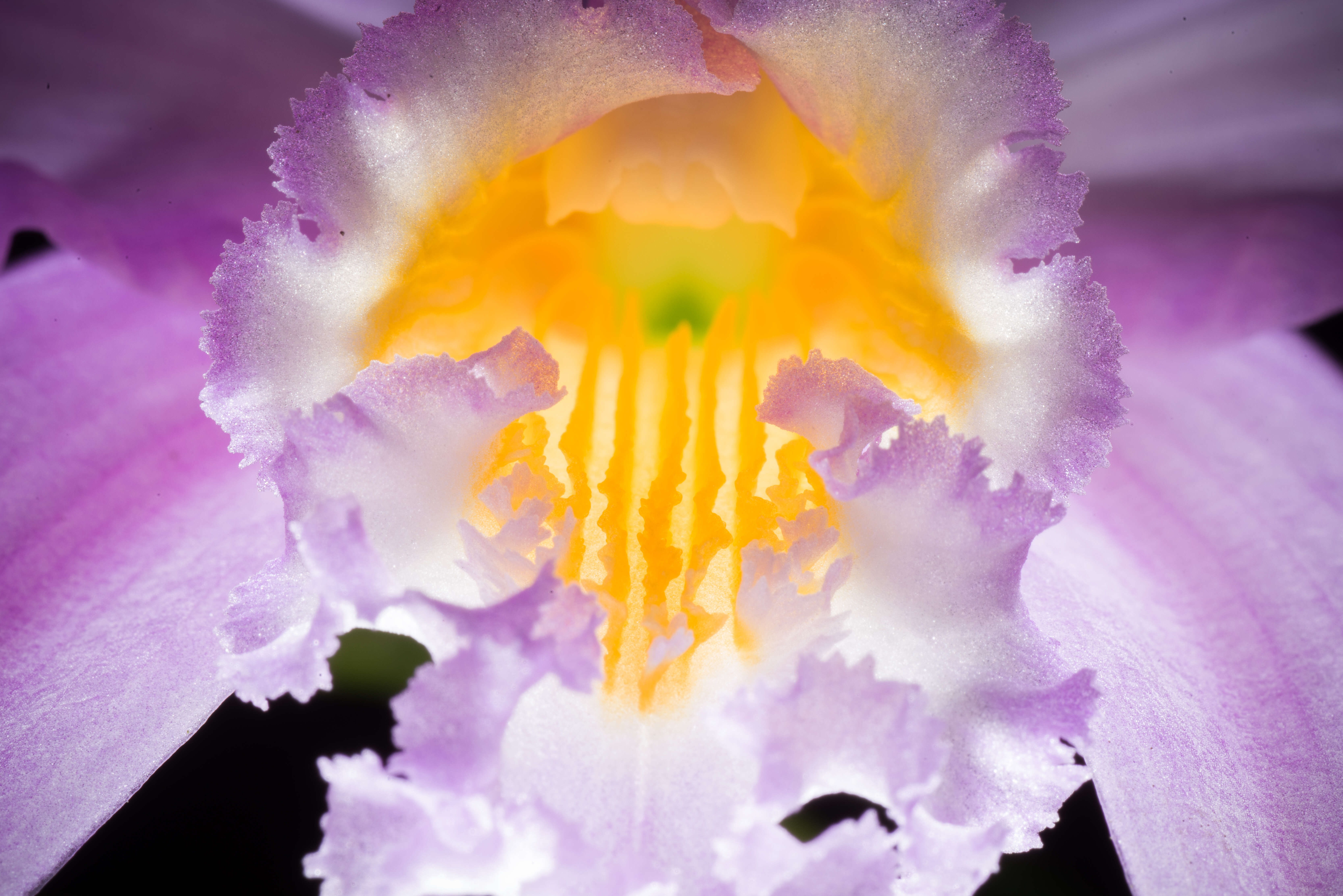 Image of Jonghe's Cattleya