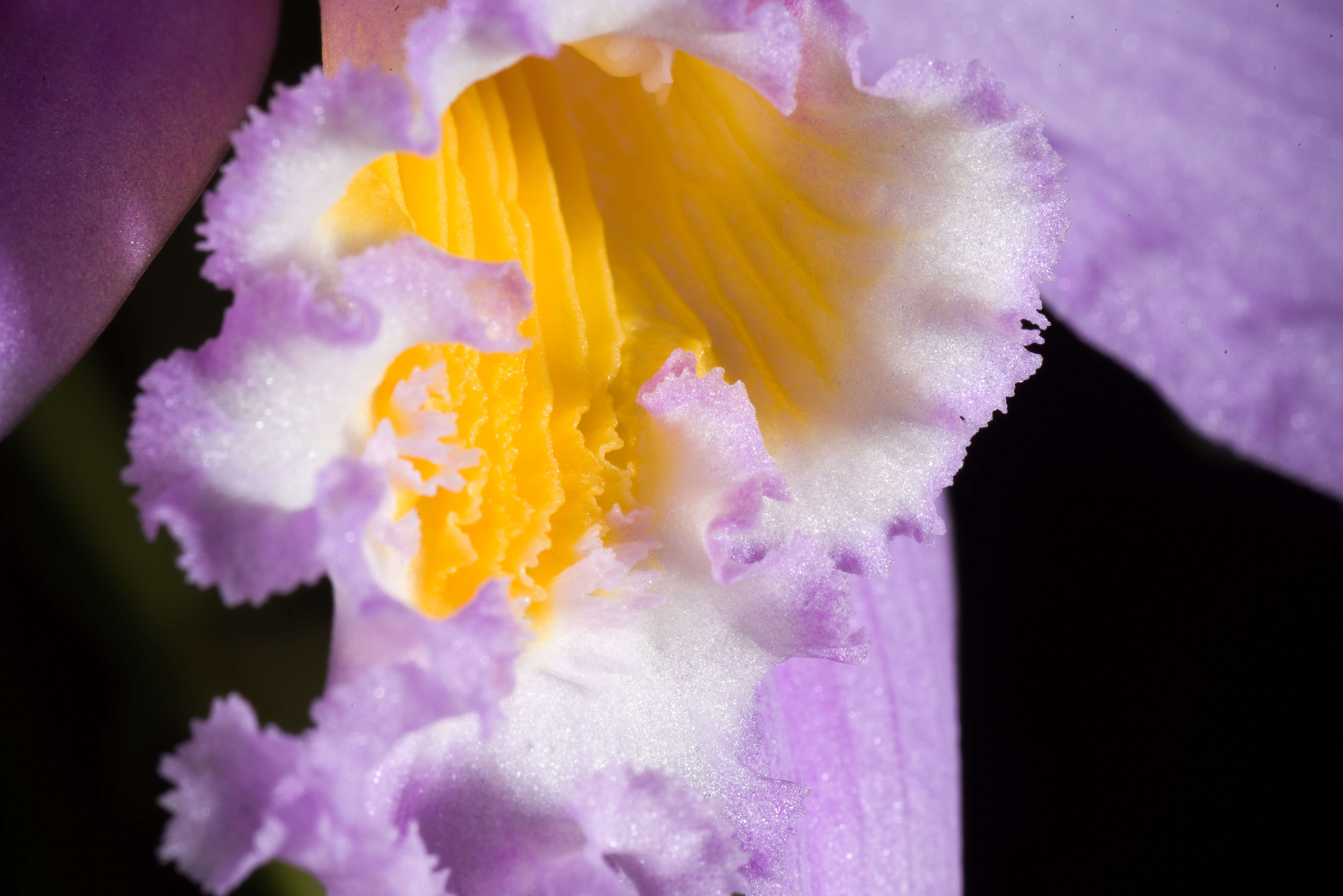 Image of Jonghe's Cattleya