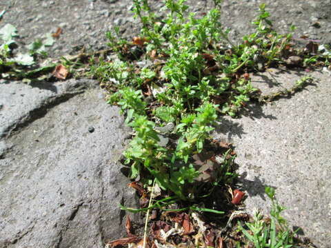 Image of common speedwell