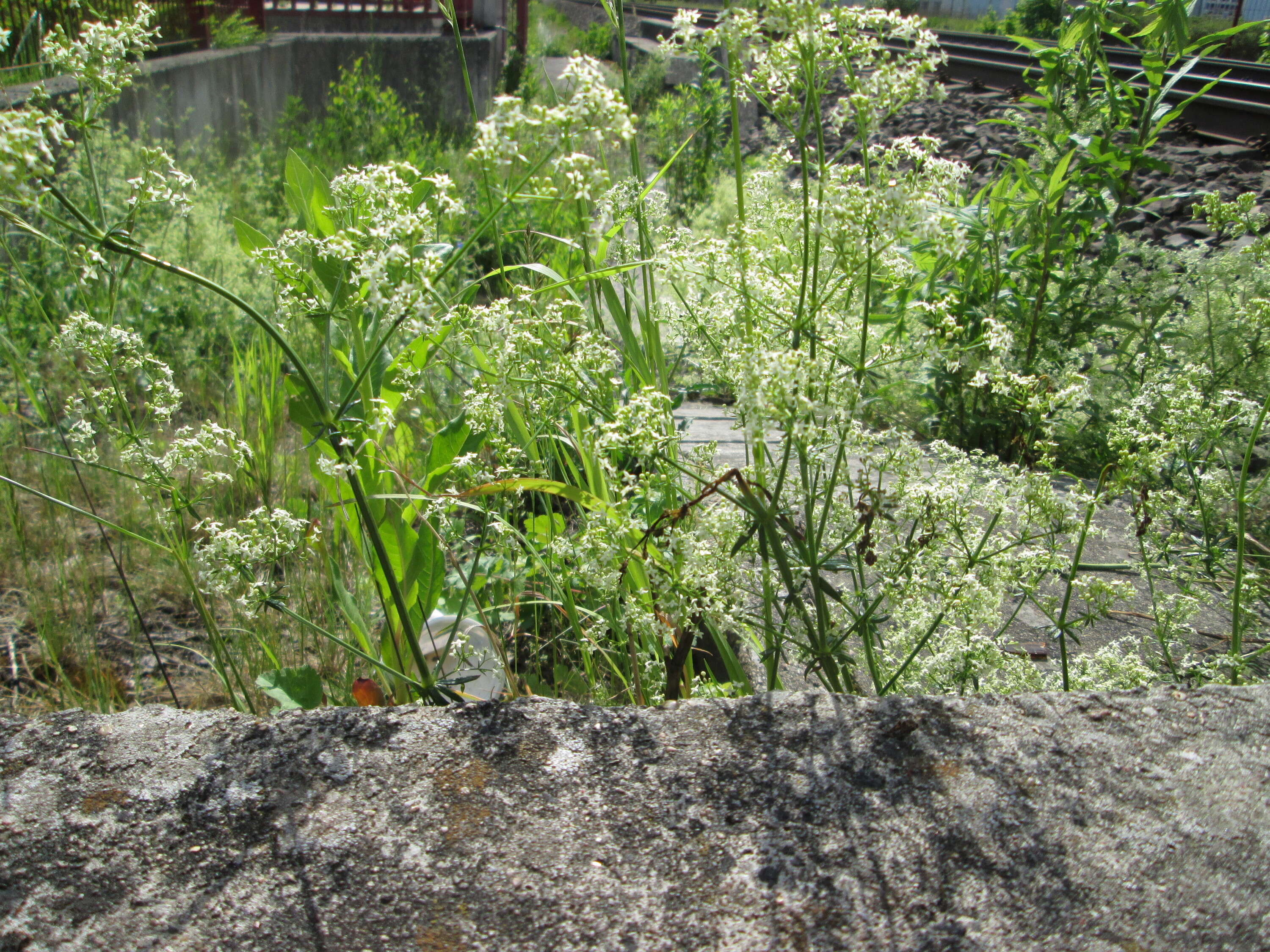 Image of White bedstraw