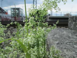 Image of White bedstraw