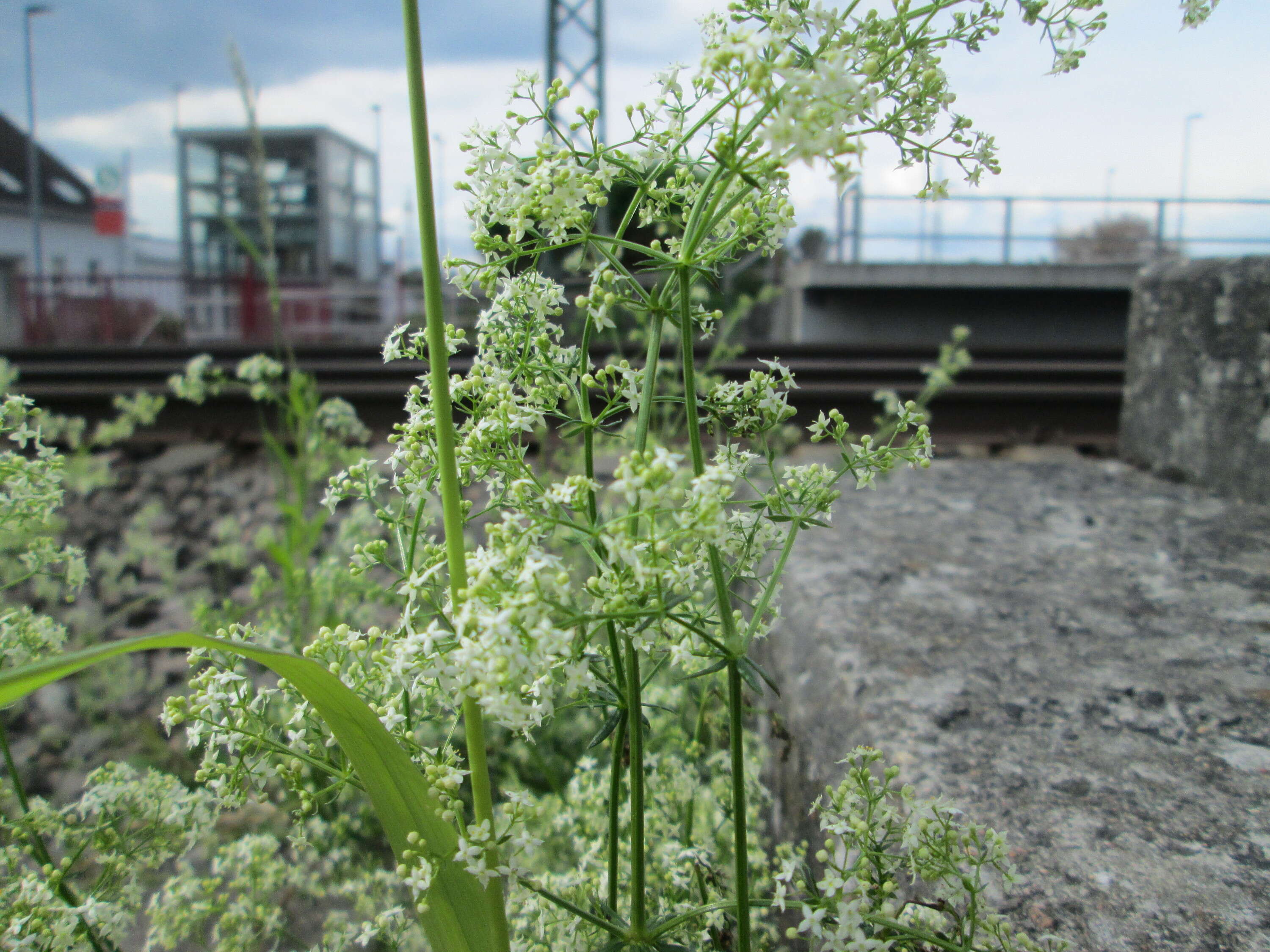 Image of White bedstraw