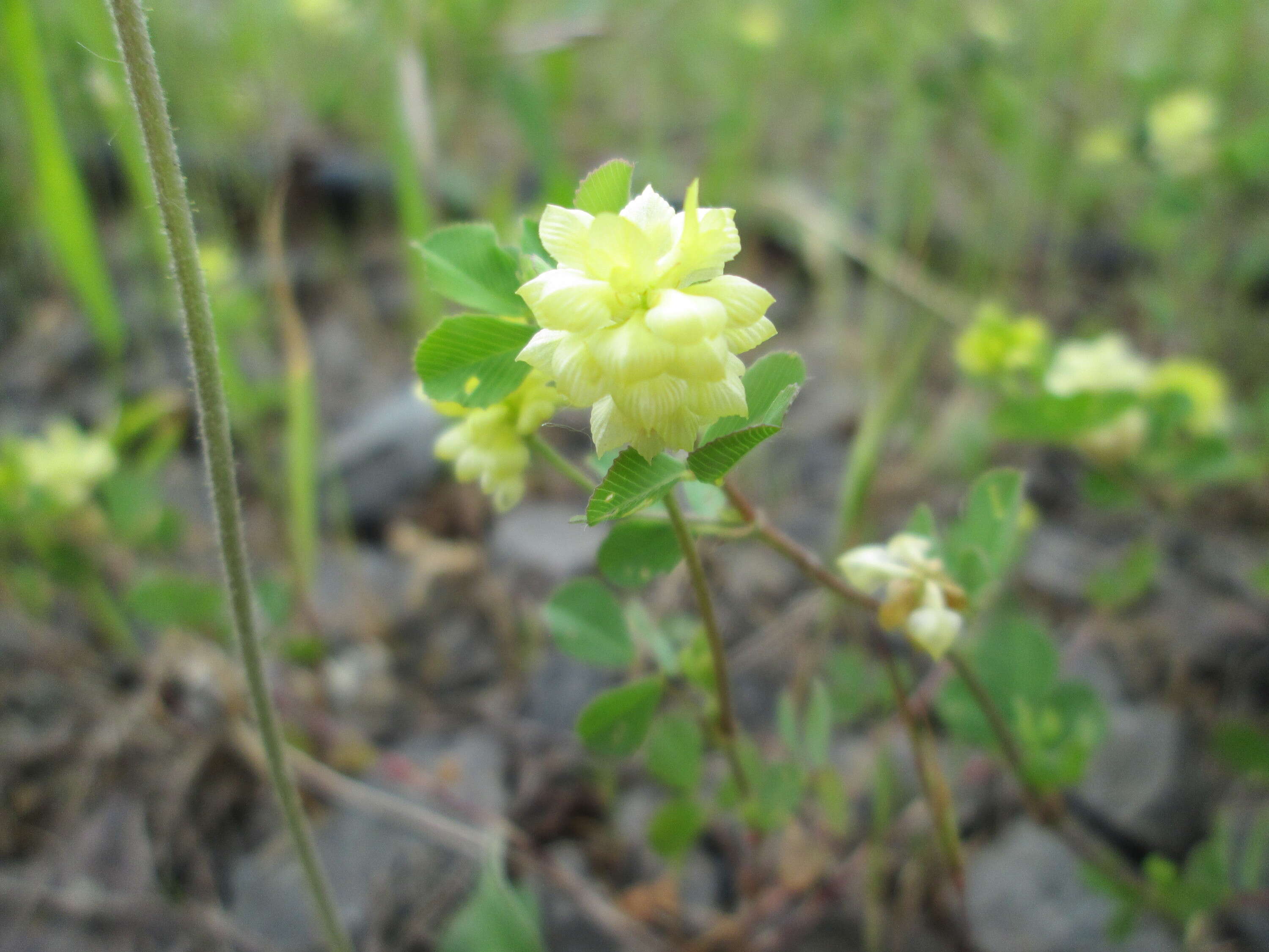 Image of field clover