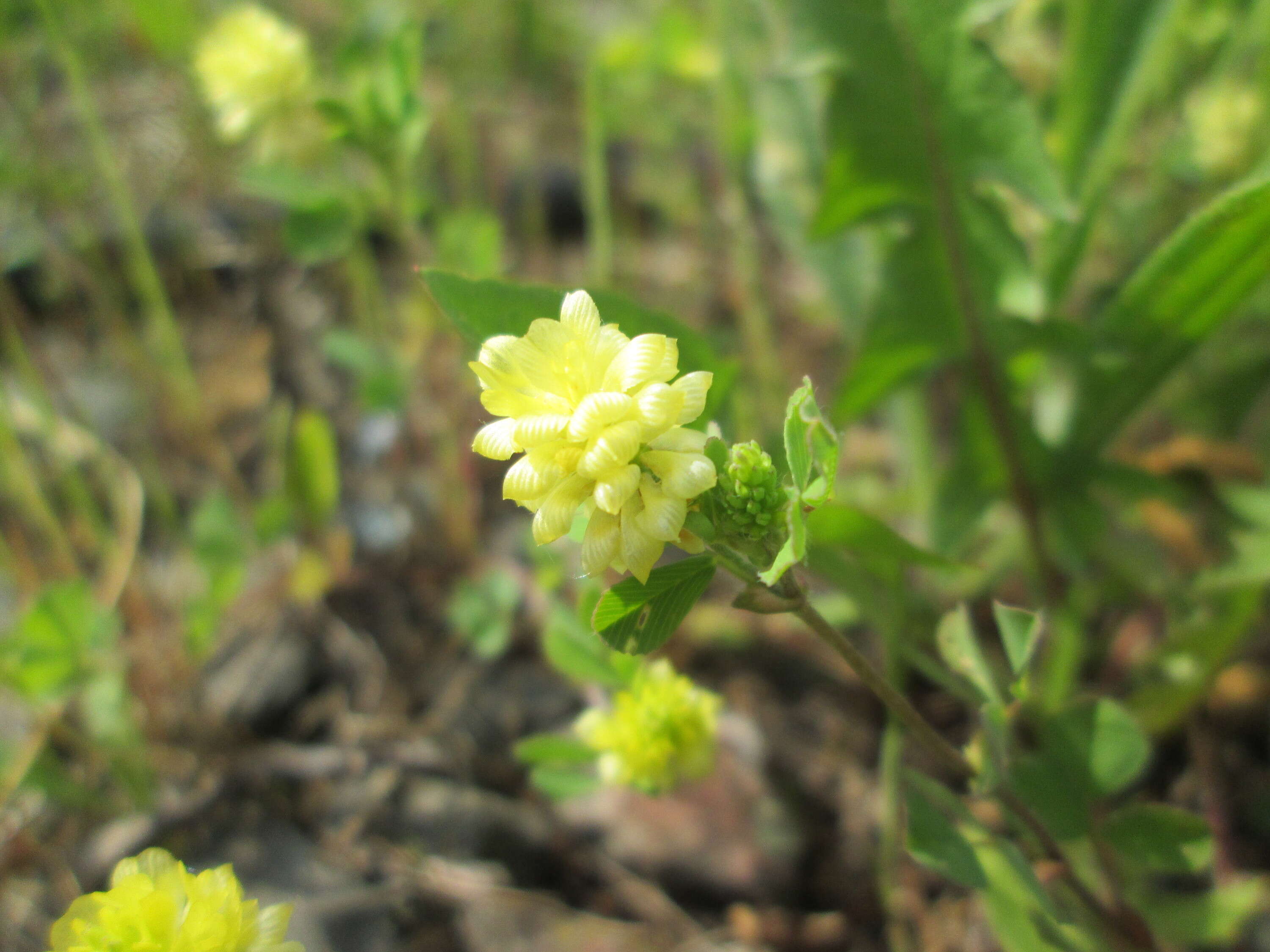 Image of field clover