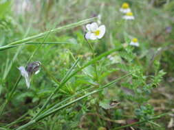 Слика од Viola arvensis Murray