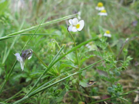 Image of Field Pansy