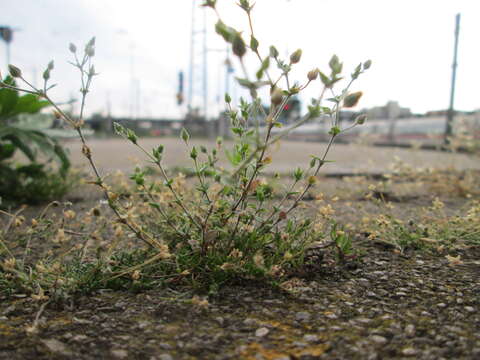 Image of Thyme-leaved Sandwort