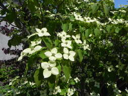 Image of Chinese dogwood