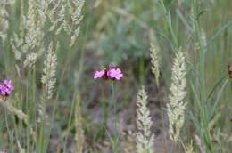 Image of carthusian pink