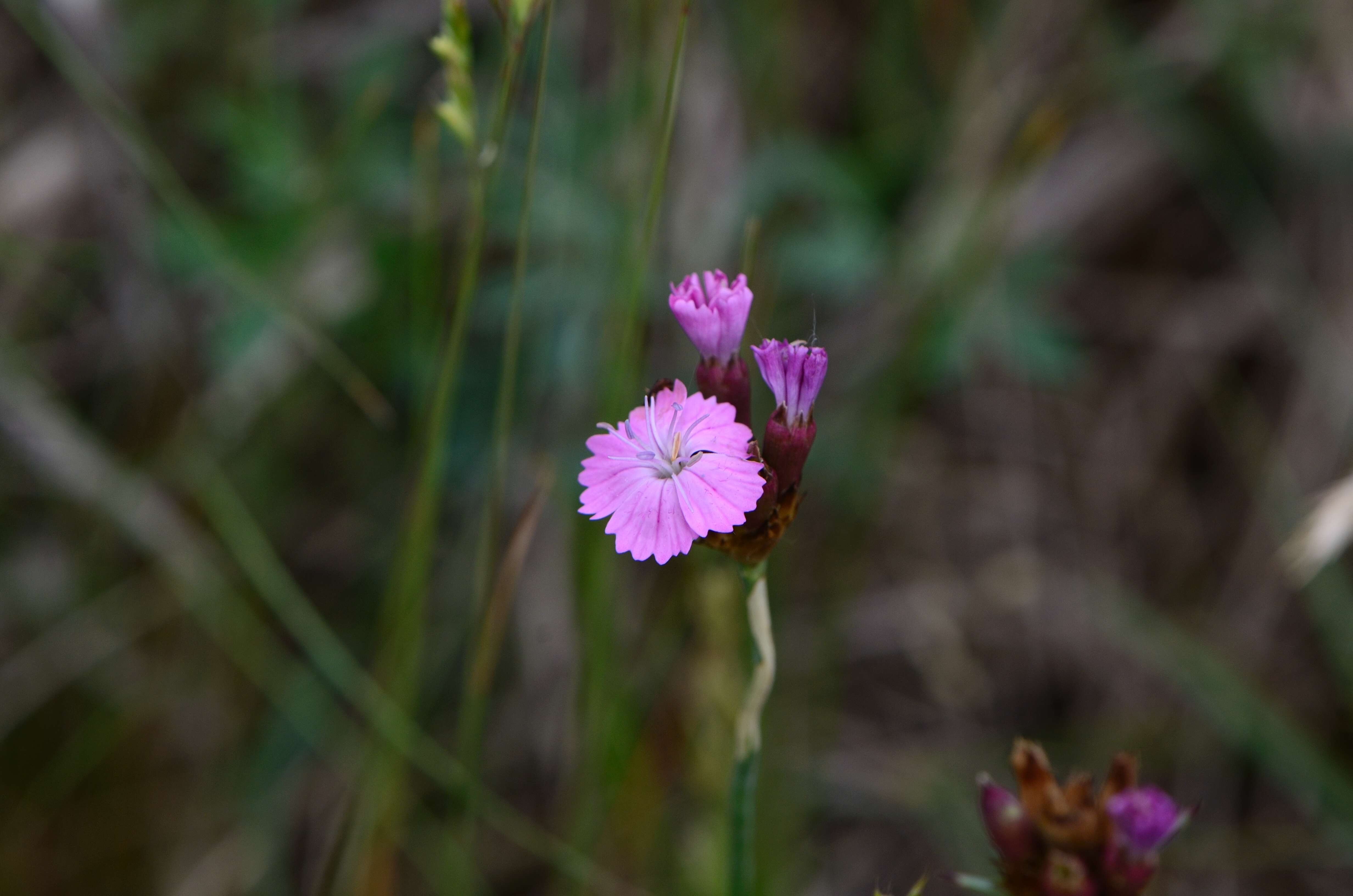 Image of carthusian pink