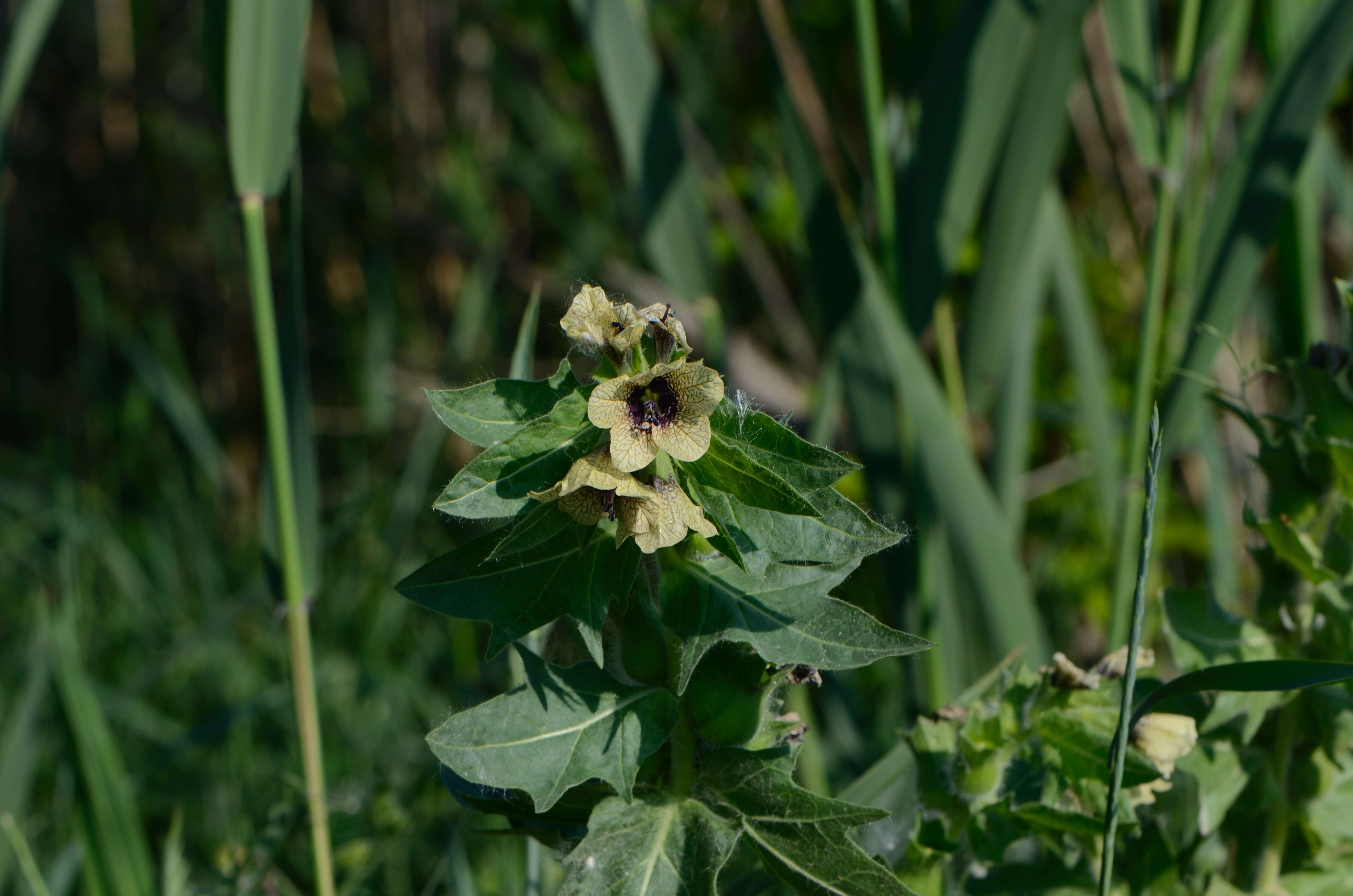 Image of black henbane