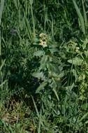 Image of black henbane