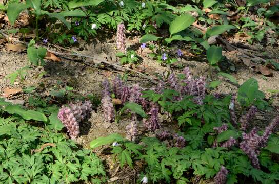 Image of common toothwort