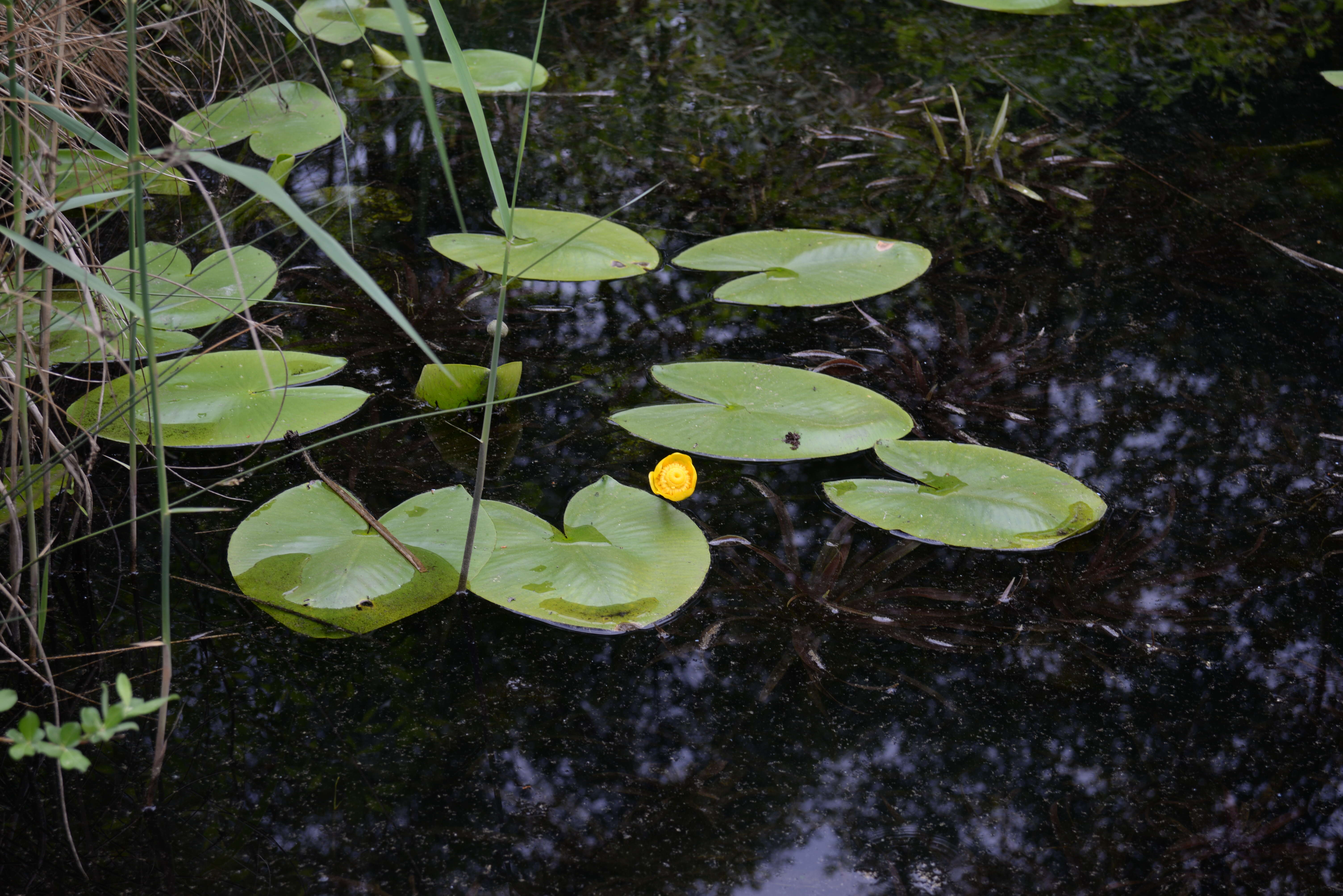 Image of Yellow Water-lily