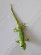 Plancia ëd Phelsuma grandis Gray 1870