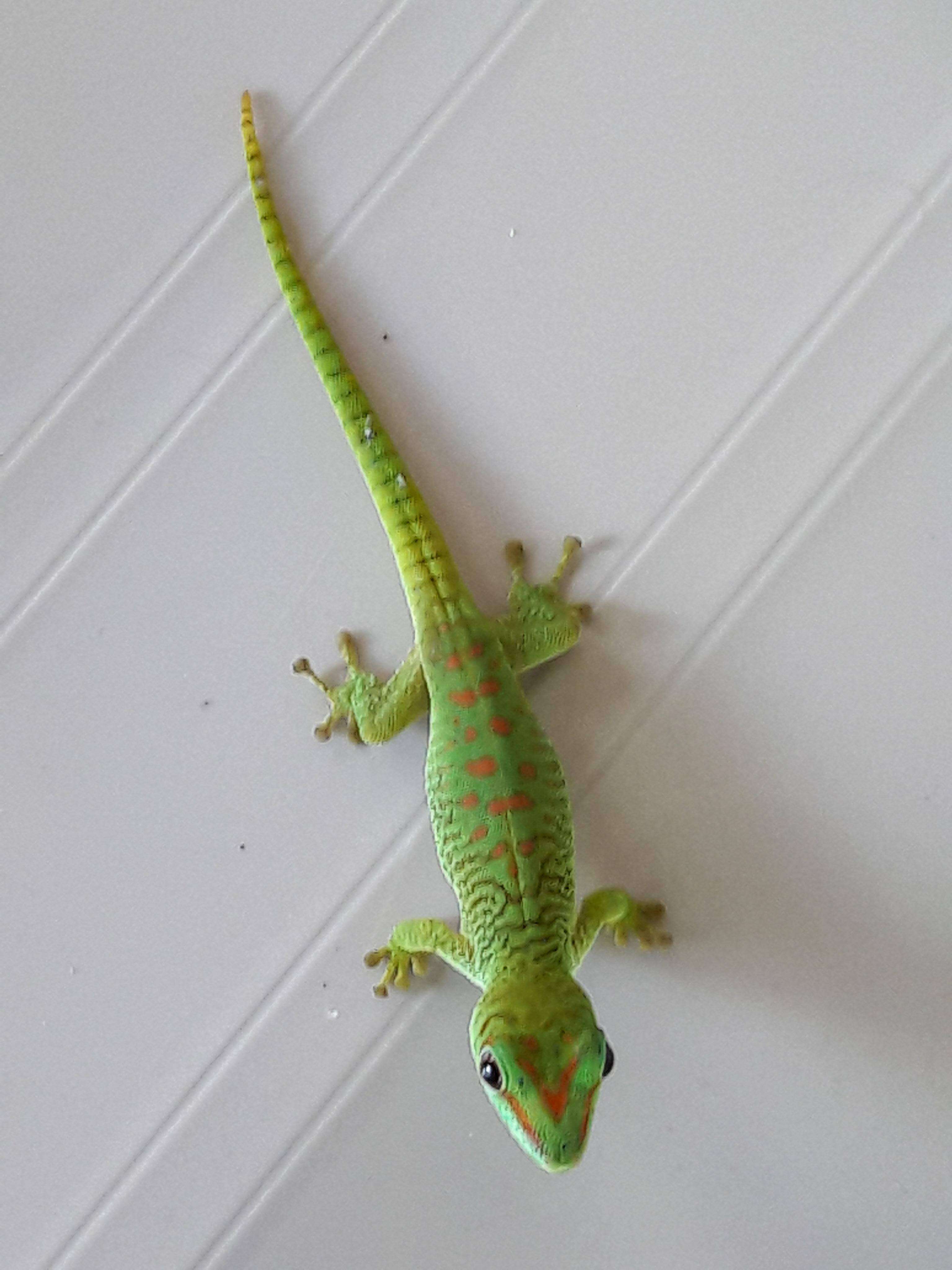 Plancia ëd Phelsuma grandis Gray 1870