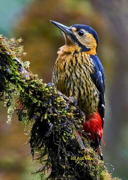 Image of Darjeeling Woodpecker