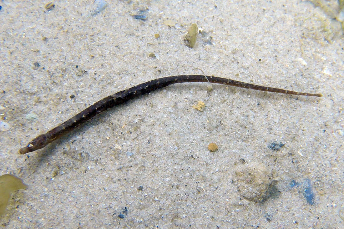 Image of Campichthys