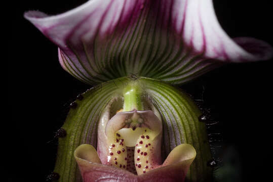 Image of Callus Paphiopedilum