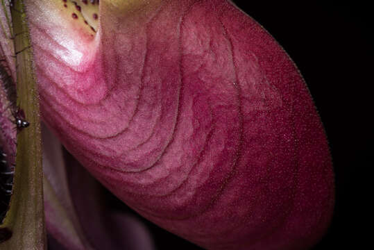 Image of Callus Paphiopedilum