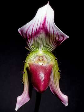 Image of Callus Paphiopedilum