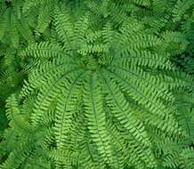 Image of Northern maidenhair fern