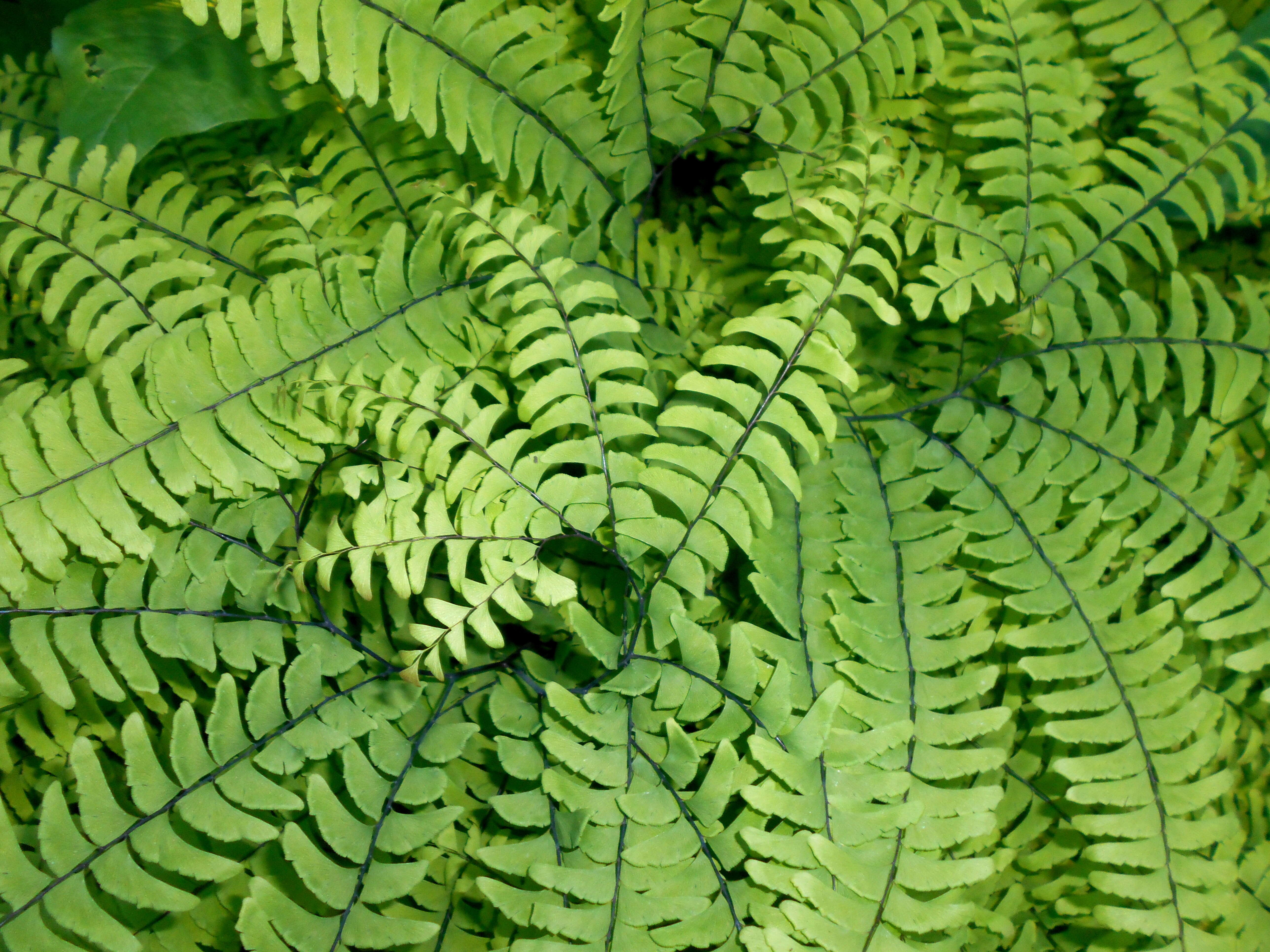 Image of Northern maidenhair fern