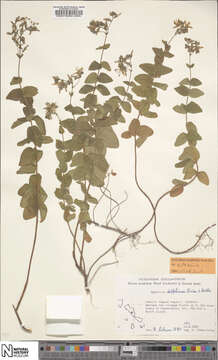 Image of Hypericum delphicum Boiss. & Heldr.