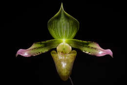 Слика од Paphiopedilum javanicum (Reinw. ex Lindl.) Pfitzer