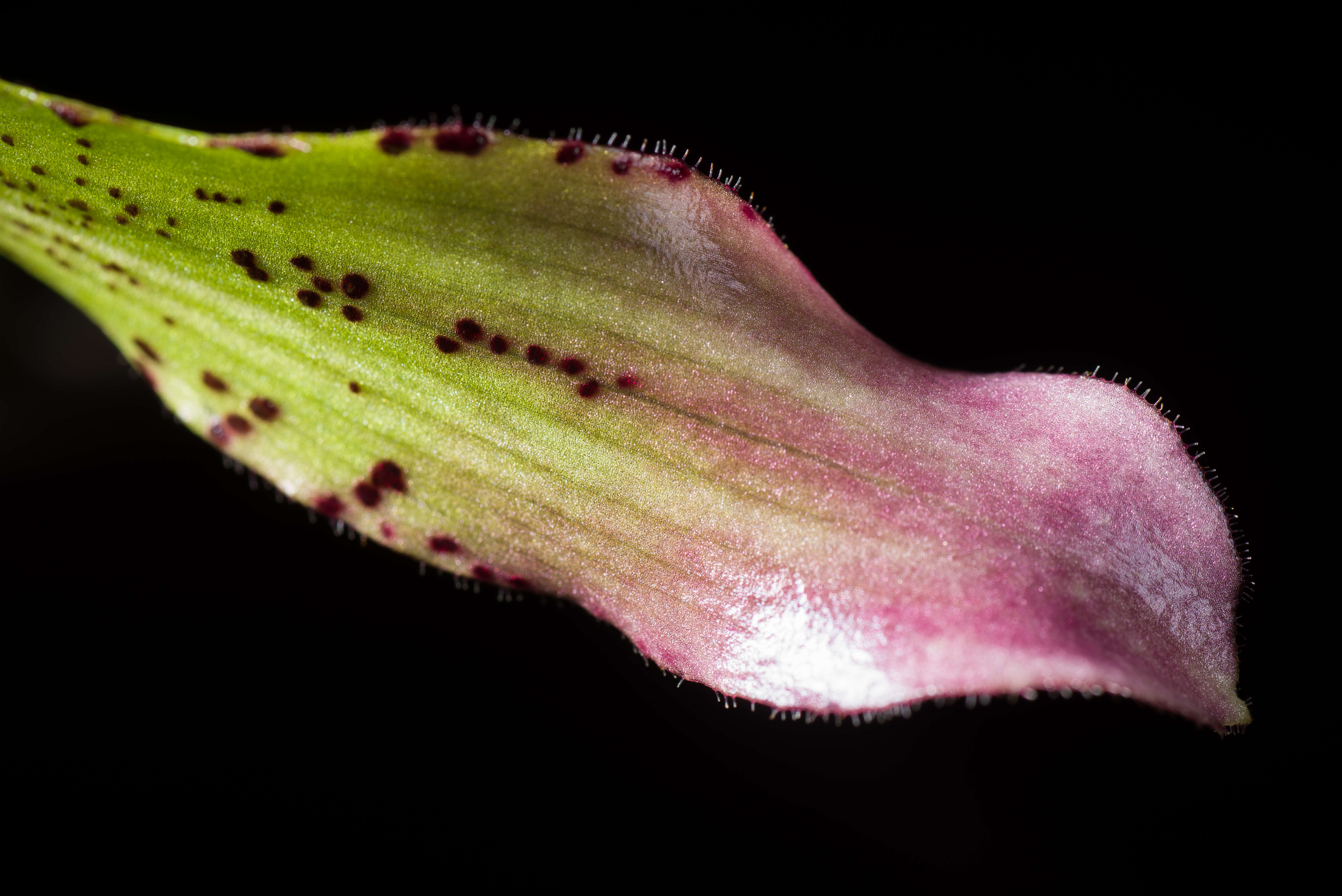 Image de Paphiopedilum javanicum (Reinw. ex Lindl.) Pfitzer