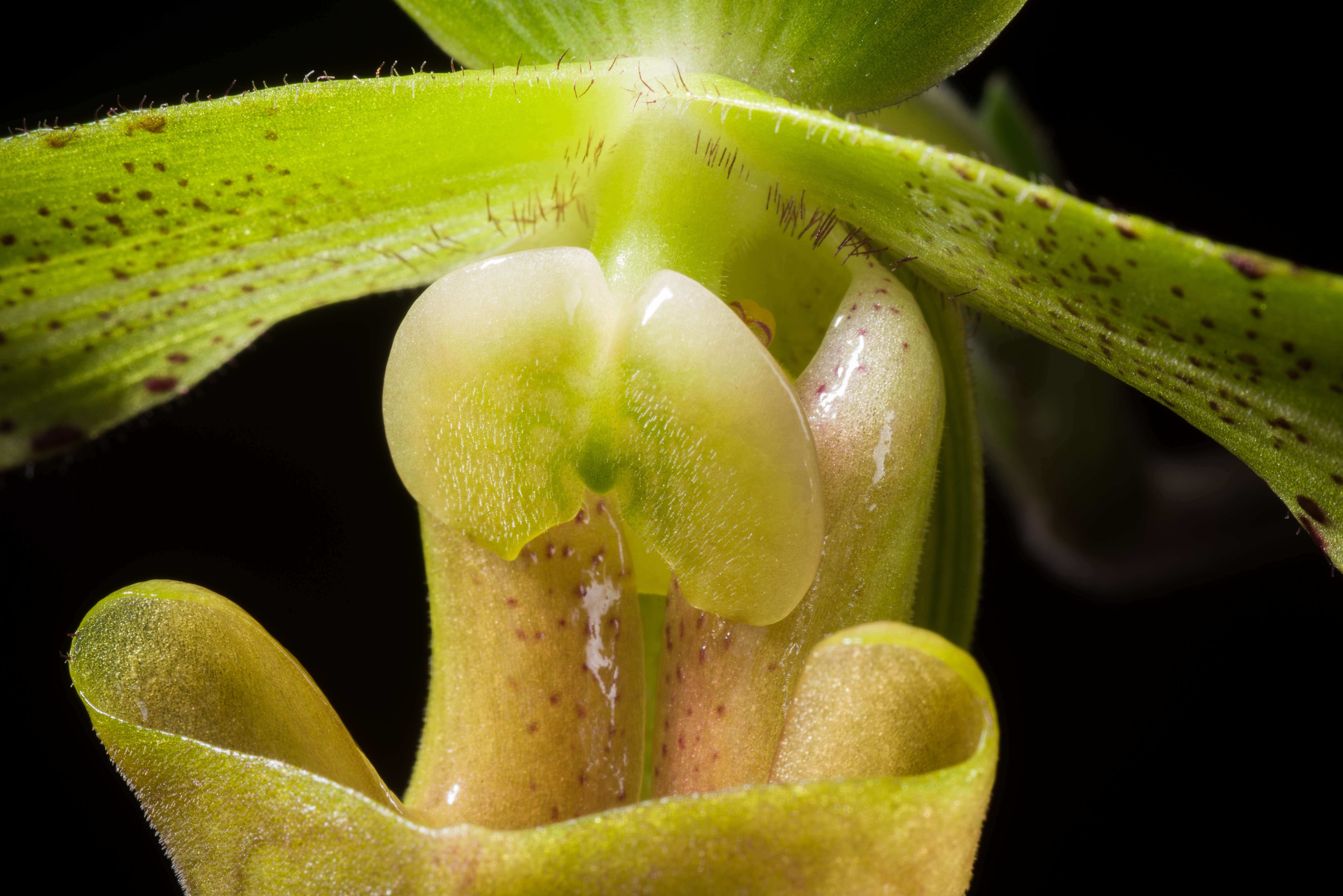 Слика од Paphiopedilum javanicum (Reinw. ex Lindl.) Pfitzer