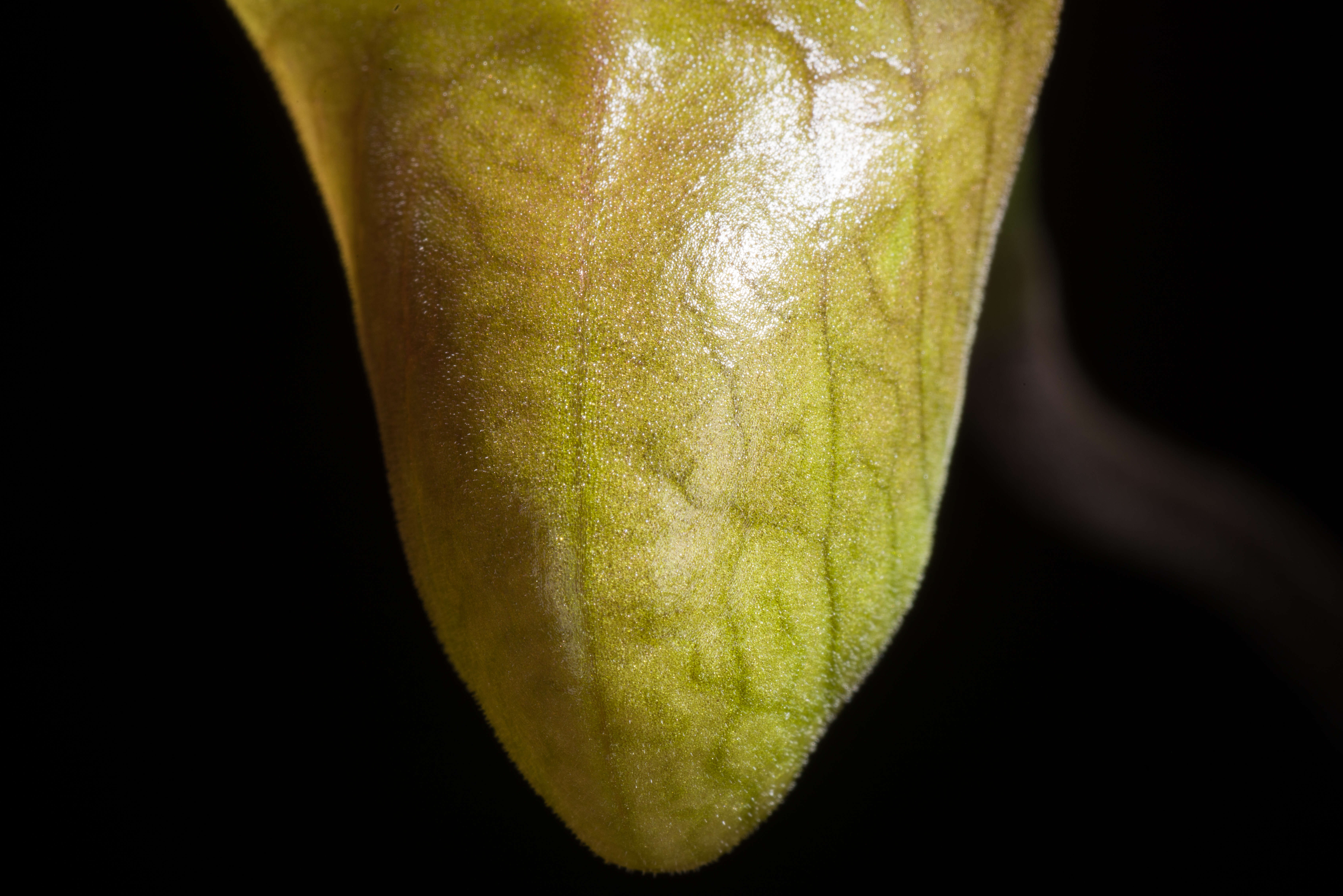 Image de Paphiopedilum javanicum (Reinw. ex Lindl.) Pfitzer