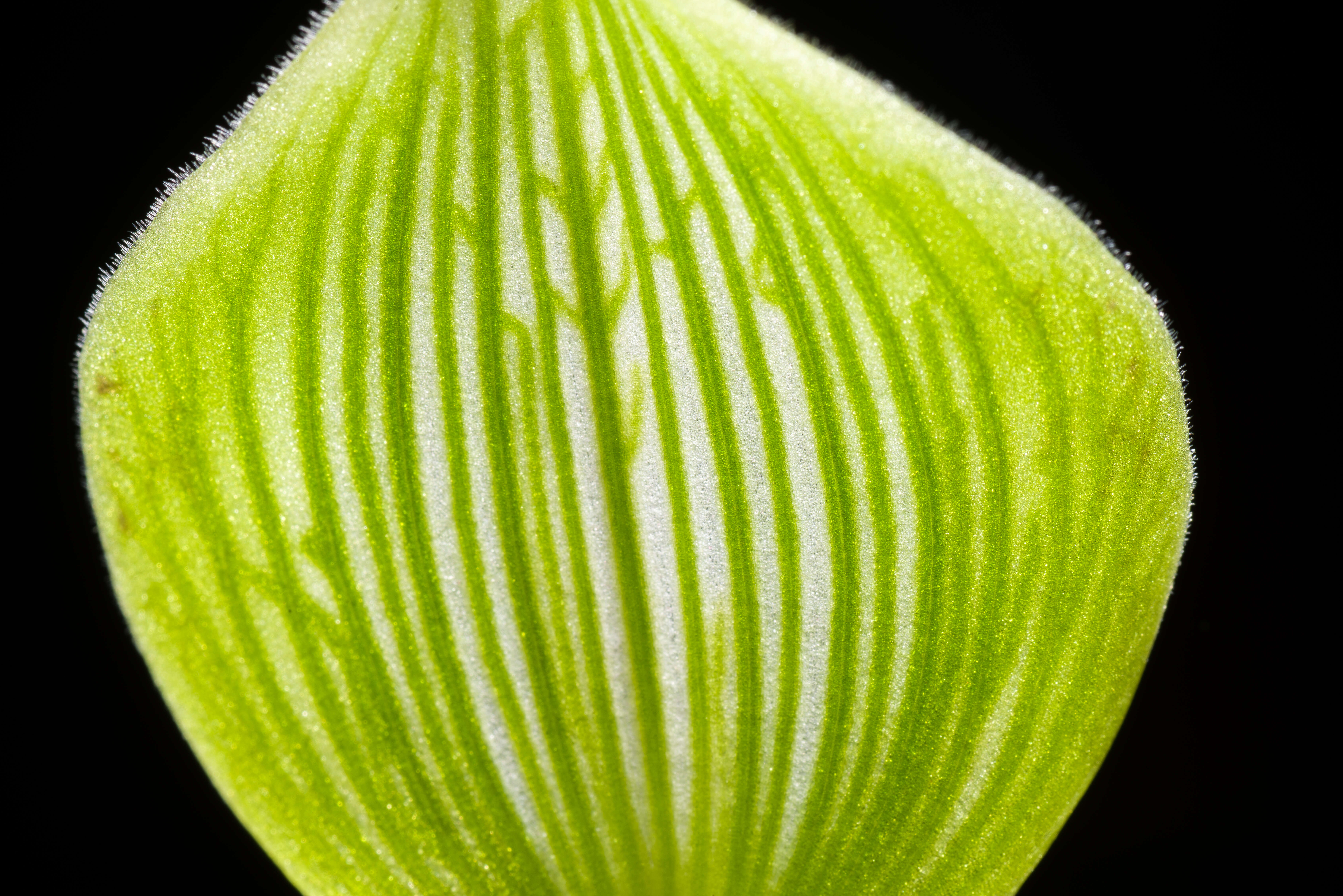 Image de Paphiopedilum javanicum (Reinw. ex Lindl.) Pfitzer