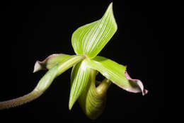 Слика од Paphiopedilum javanicum (Reinw. ex Lindl.) Pfitzer