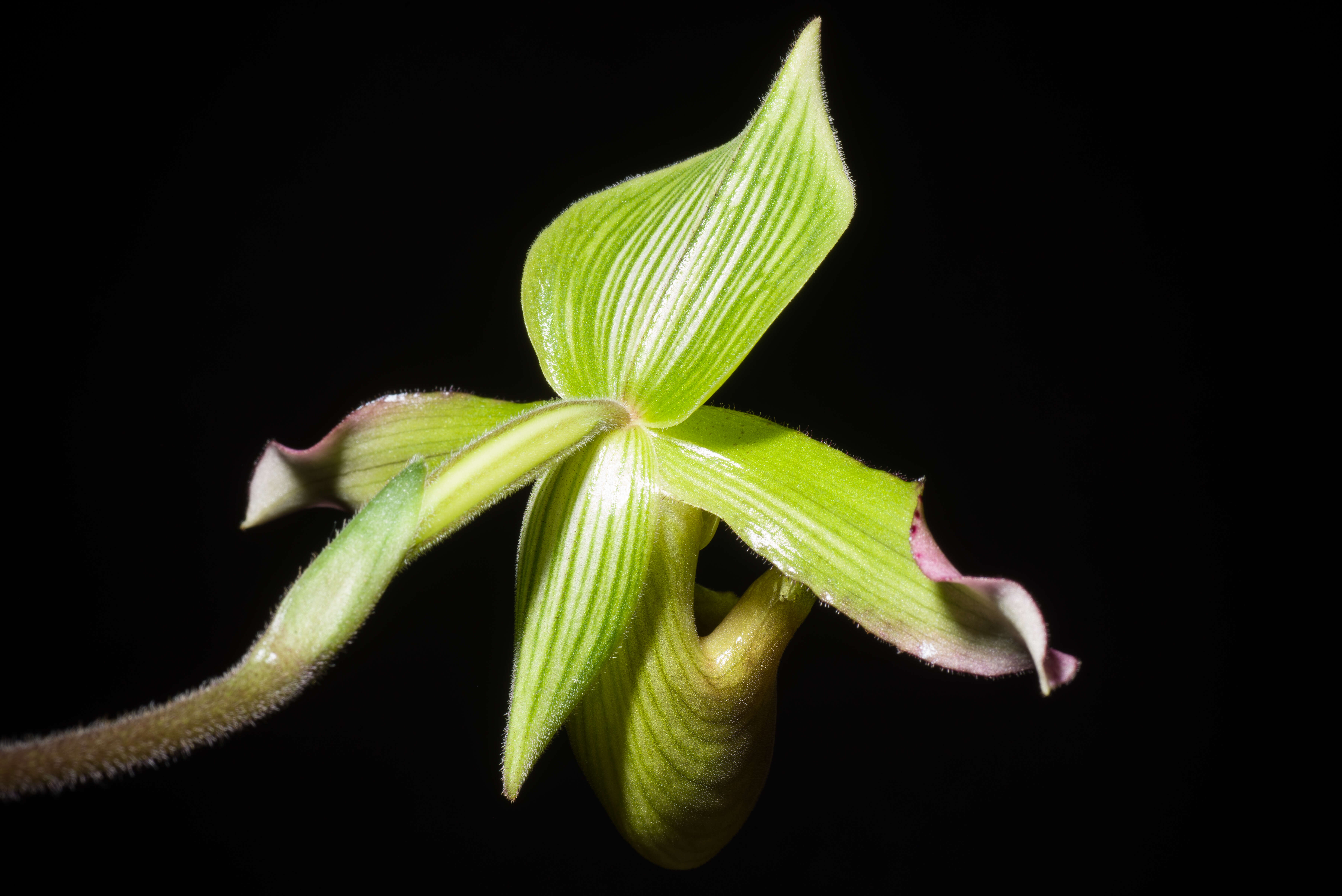 Image de Paphiopedilum javanicum (Reinw. ex Lindl.) Pfitzer