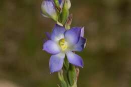 Image of Giant sun orchid