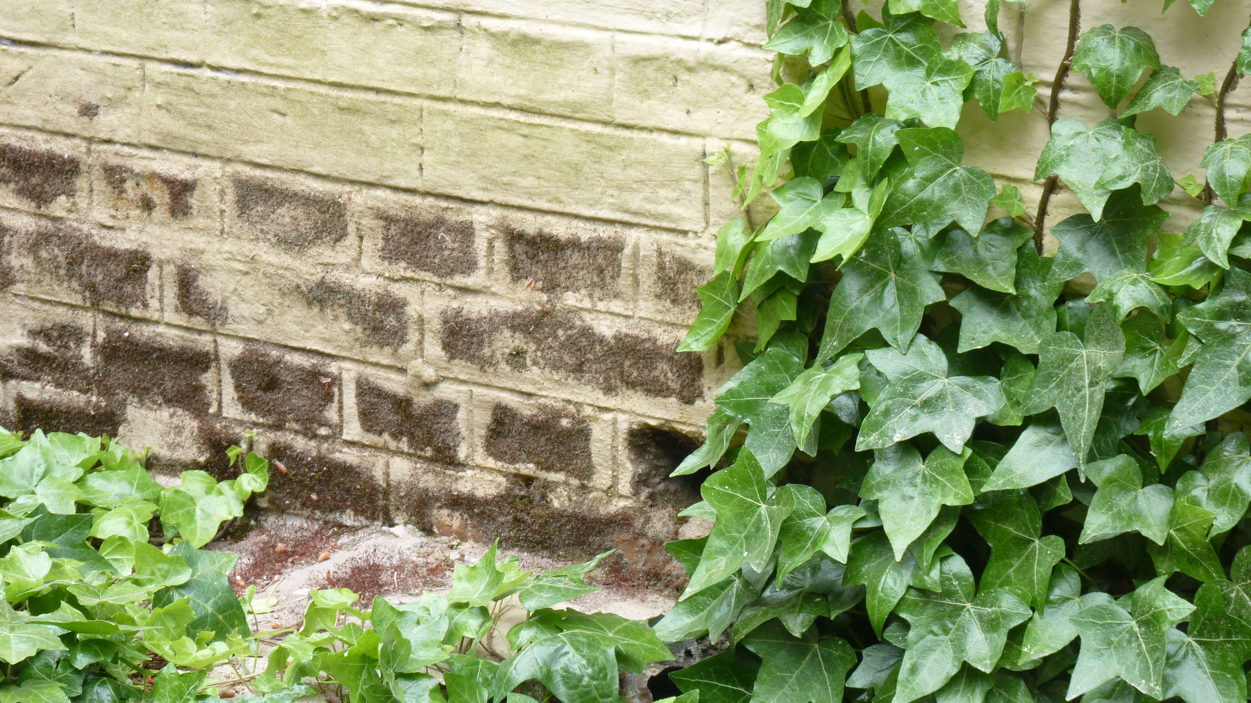 Image of English ivy