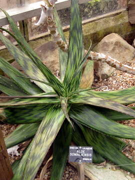 Aloe somaliensis C. H. Wright ex W. Watson resmi