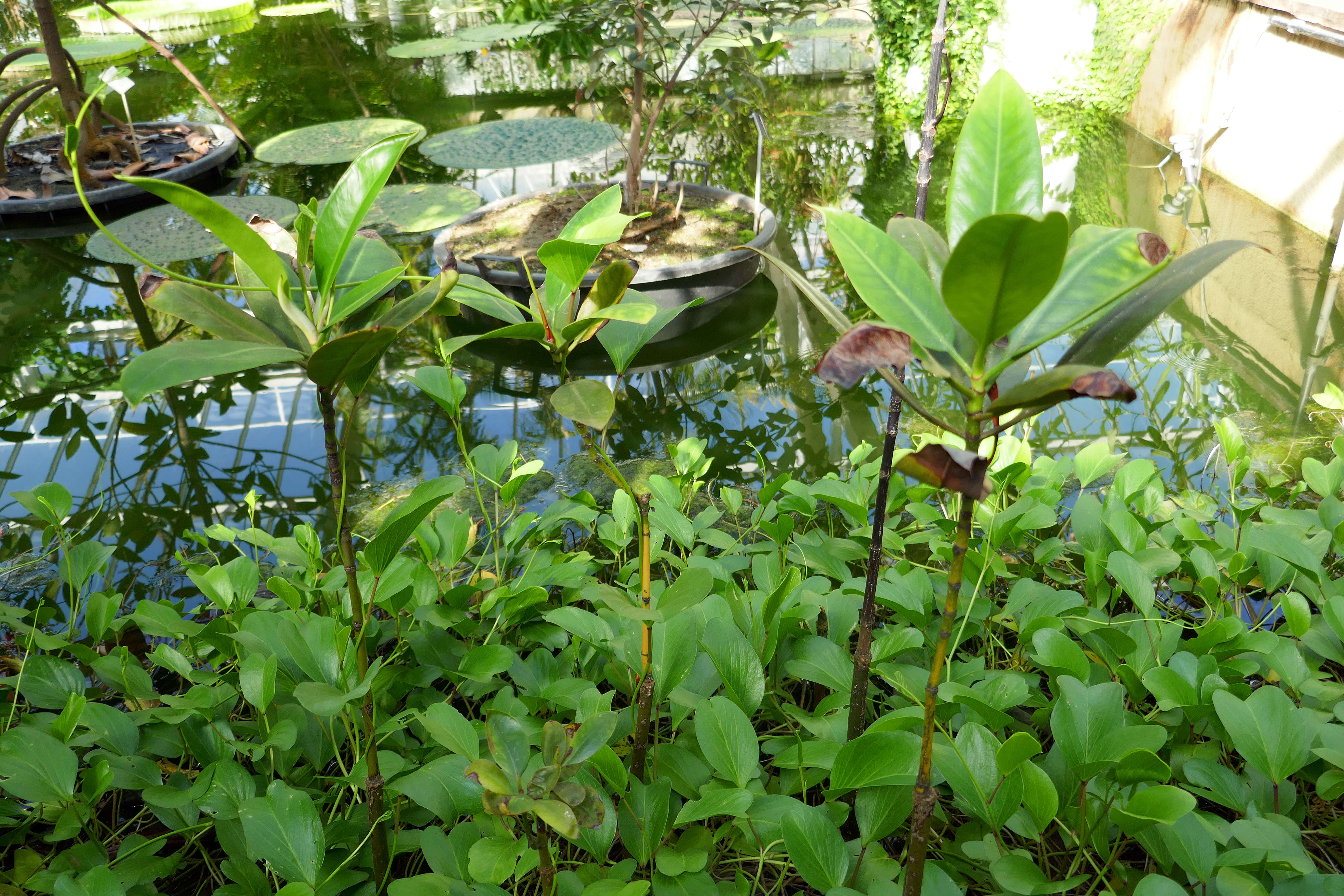 Image of Mangrove