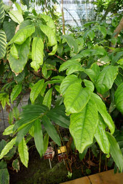 Image of poison devil's-pepper