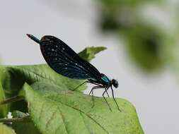 Image of Beautiful Demoiselle