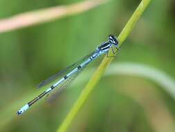 Image of Azure Bluet