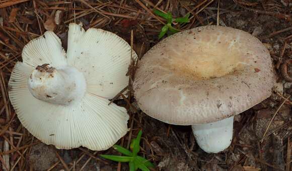 Imagem de Russula crustosa