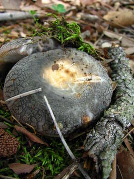 Imagem de Russula crustosa