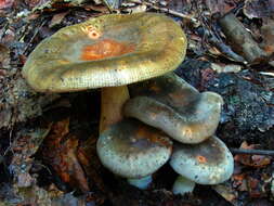 Imagem de Russula crustosa