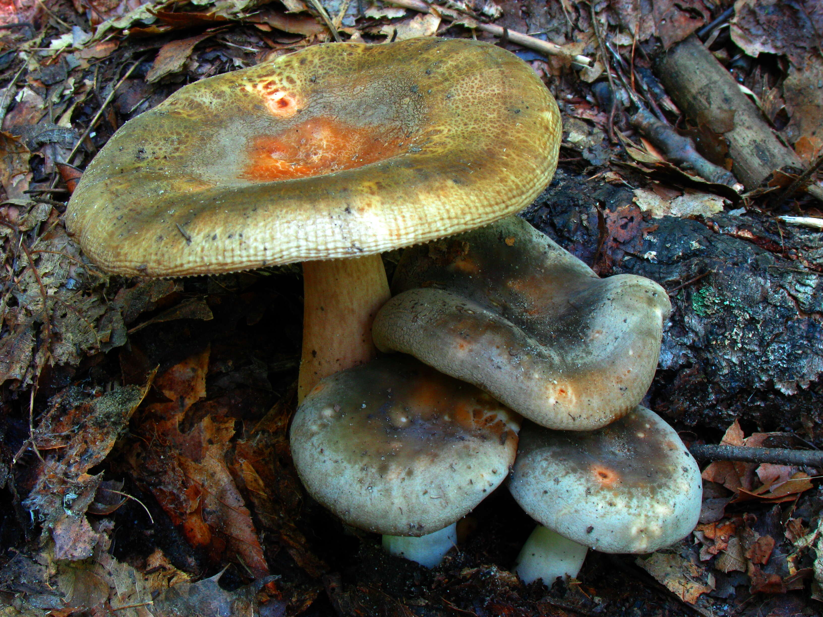 Image of Russula crustosa