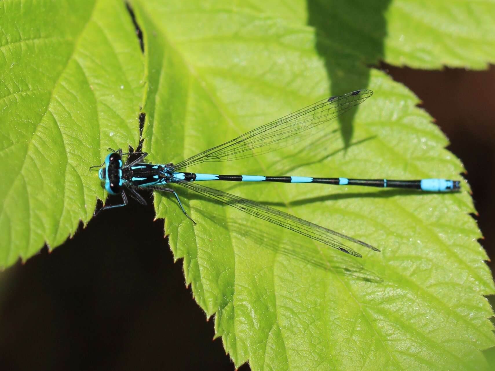 Imagem de Coenagrion puella (Linnaeus 1758)