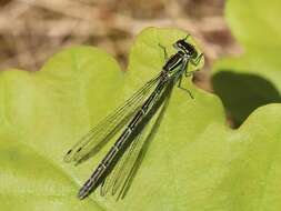 Imagem de Coenagrion puella (Linnaeus 1758)