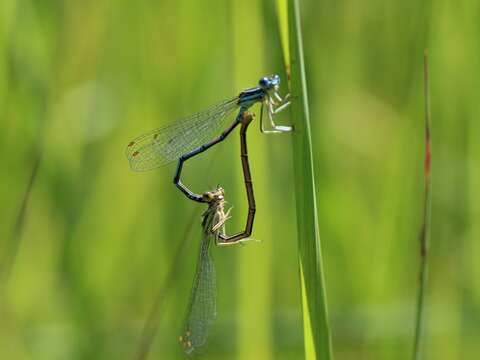 Image of Variable Bluet