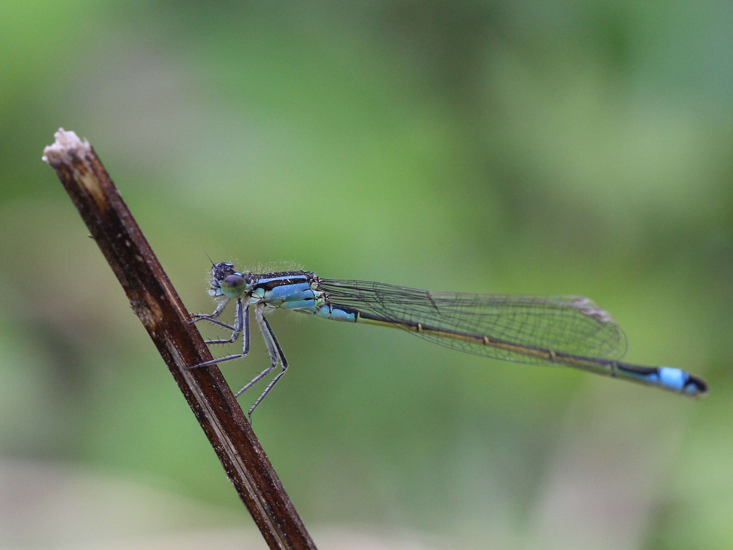 Imagem de Coenagrion pulchellum (Vander Linden 1825)